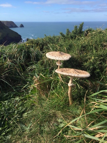 mushroom